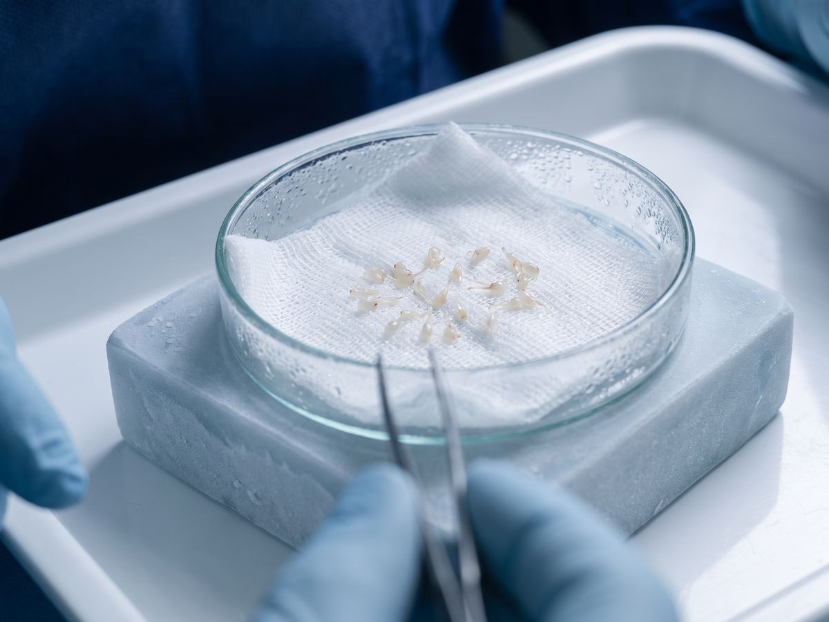 Needle-free numbing device for scalp anesthesia
